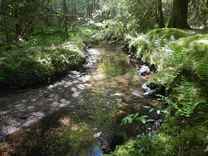 visuel du cours d'eau La Cleurie dans la forêt des Vosges, cliché pris par Cyrille Bodin